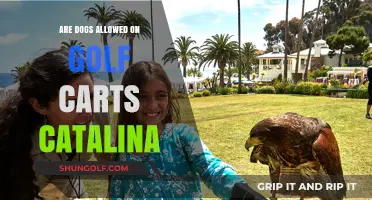 Can Dogs Ride on Golf Carts in Catalina Island? Rules Explained