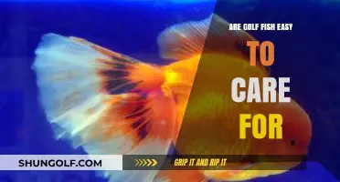 Golf Fish Care: Simple Tips for Healthy, Happy Aquatic Pets