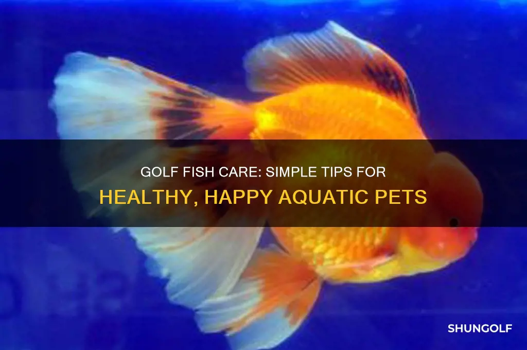 are golf fish easy to care for