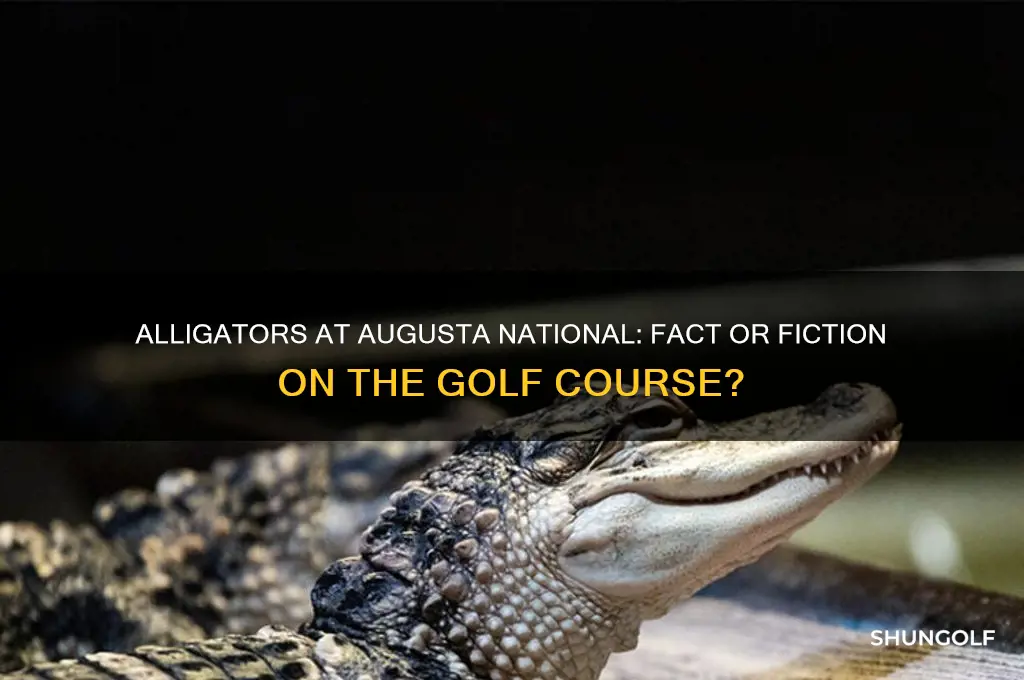 are there alligators at augusta golf course