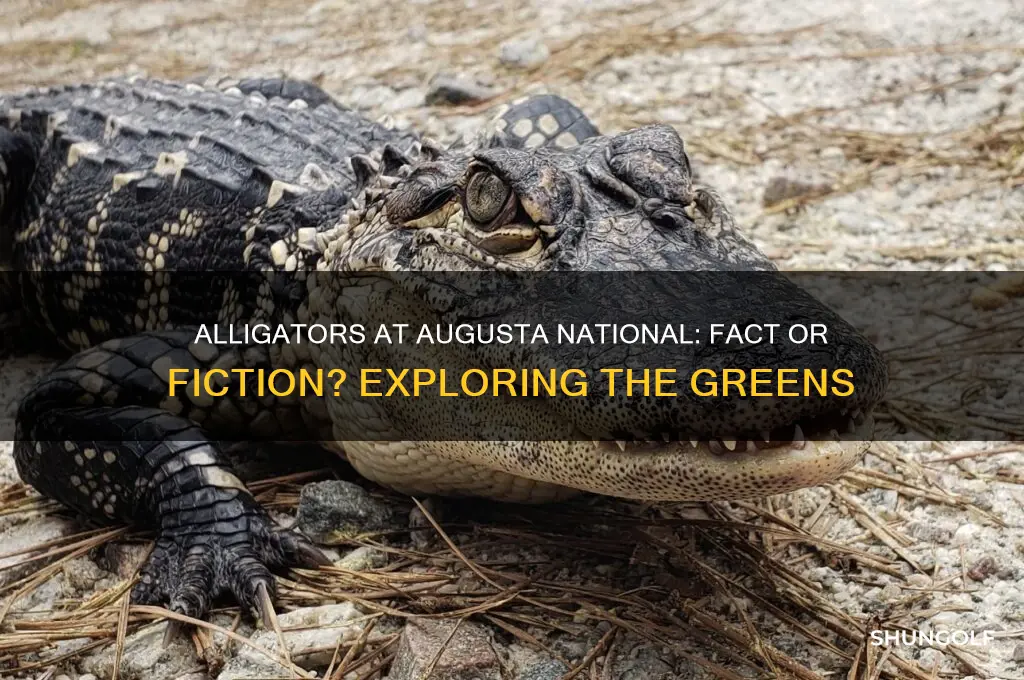 are there alligators at augusta national golf club
