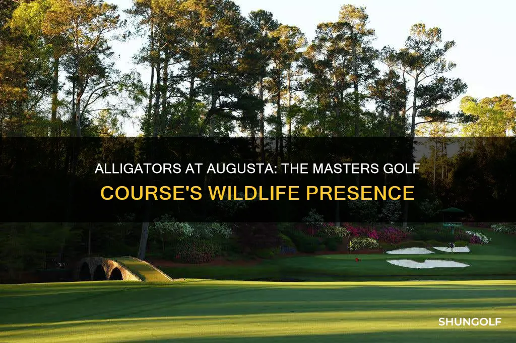 are there alligators at the master