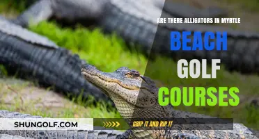 Alligators on Myrtle Beach Golf Courses: Fact or Fiction?
