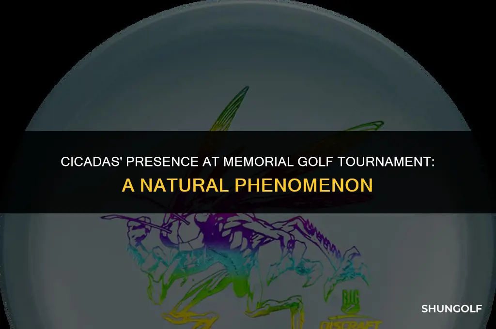 are there cicadas at the memorial golf tournament