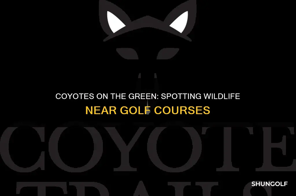 are there coyotes around golf course