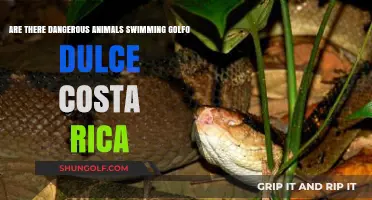 Dangerous Animals in Golfo Dulce: Costa Rica's Hidden Underwater Threats