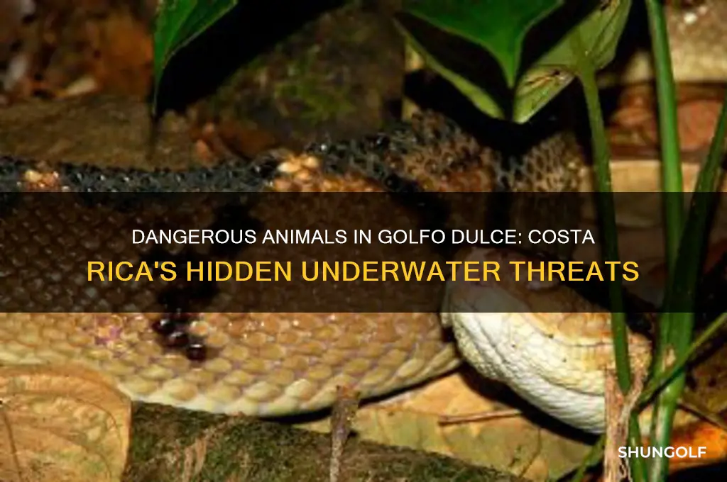 are there dangerous animals swimming golfo dulce costa rica