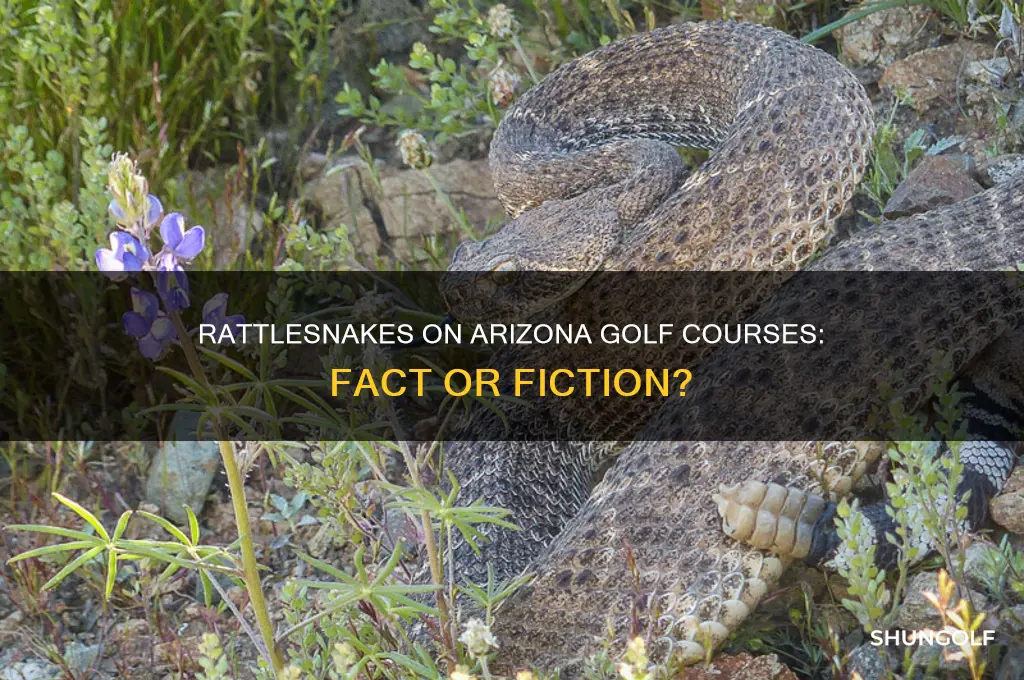 are there rattlesnakes on arizona golf courses