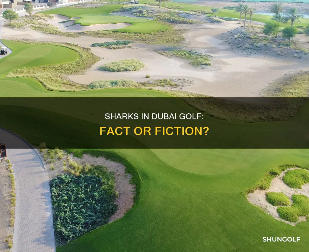 are there sharks in dubai golf