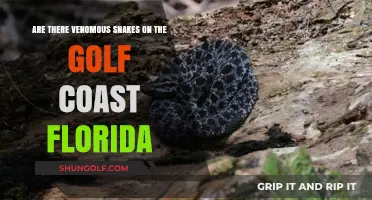 Venomous Snakes on Florida's Gulf Coast: What You Need to Know