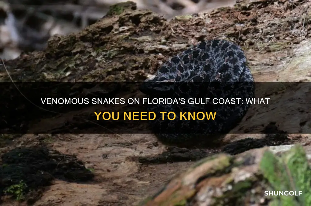are there venomous snakes on the golf coast florida