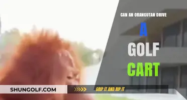 Orangutans Behind the Wheel: Can They Drive Golf Carts?