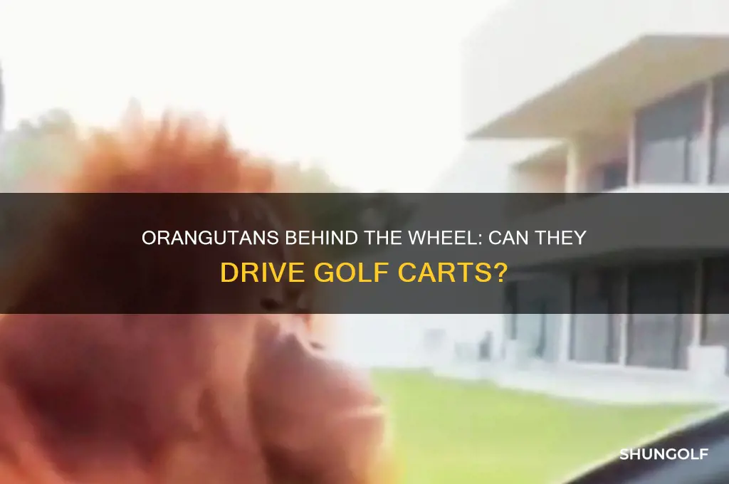 can an orangutan drive a golf cart