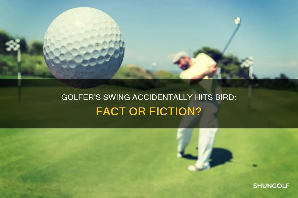 did a golfer really hit a bird