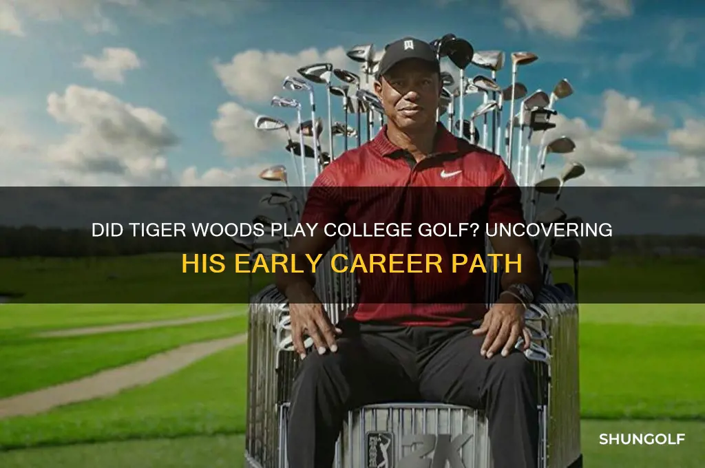 did tiger play college golf