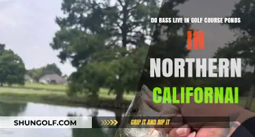 Bass in Northern California Golf Course Ponds: Fact or Fiction?