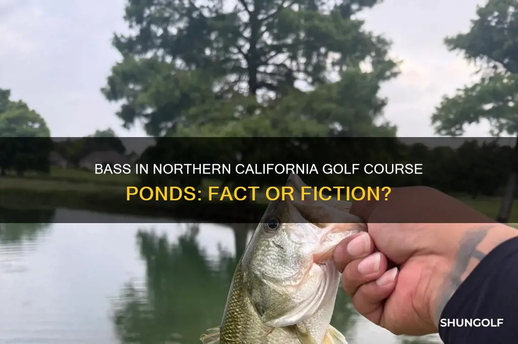 do bass live in golf course ponds in northern californai