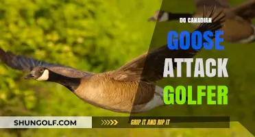 Golfers Beware: Canadian Geese May Attack
