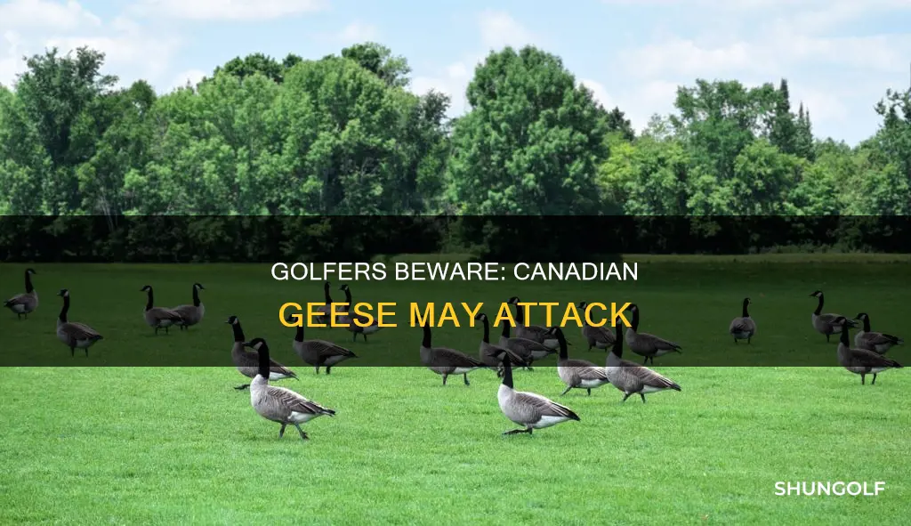 do canadian goose attack golfer