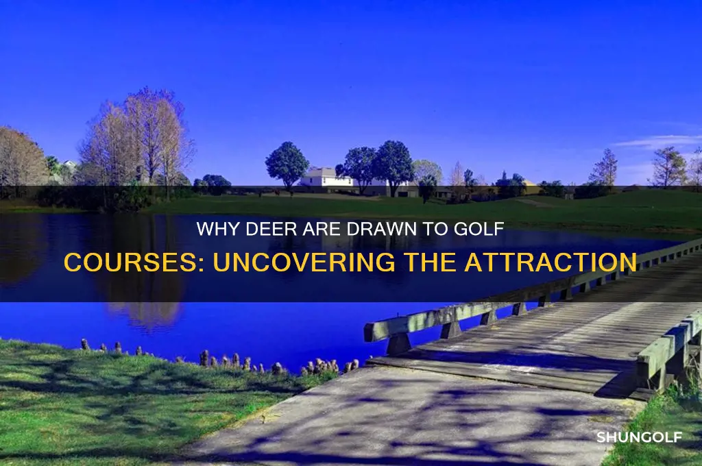 do deer like golf courses