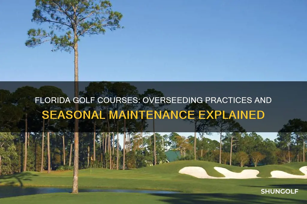 do florida golf courses overseed