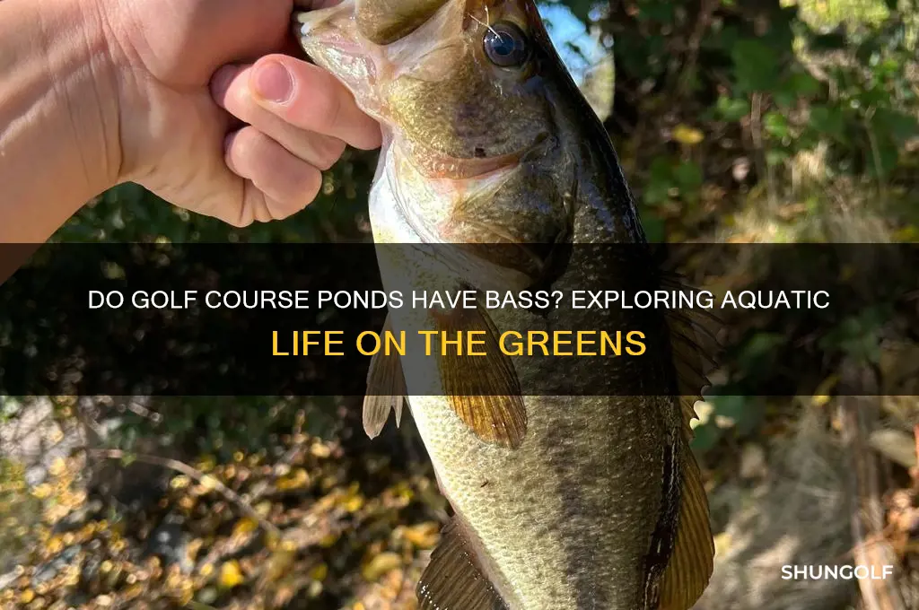 do golf course ponds have bass