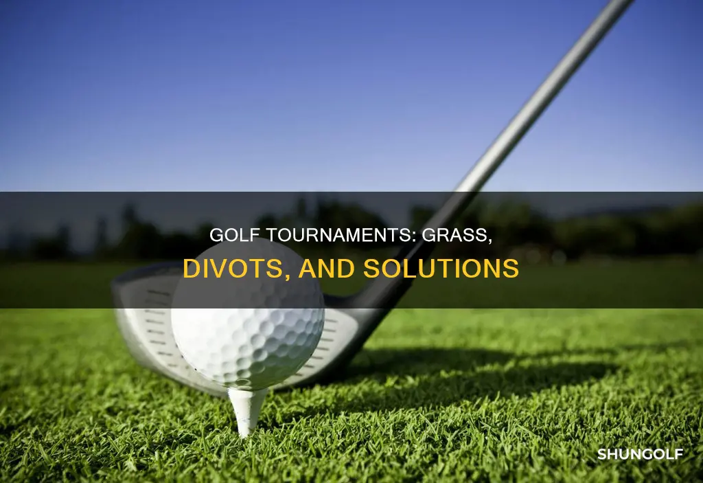 do golf tournamentsnresod grassnwherenthe divitsnare