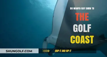 Manya Ray's Swim to the Golf Coast: Journey, Challenges, and Triumph
