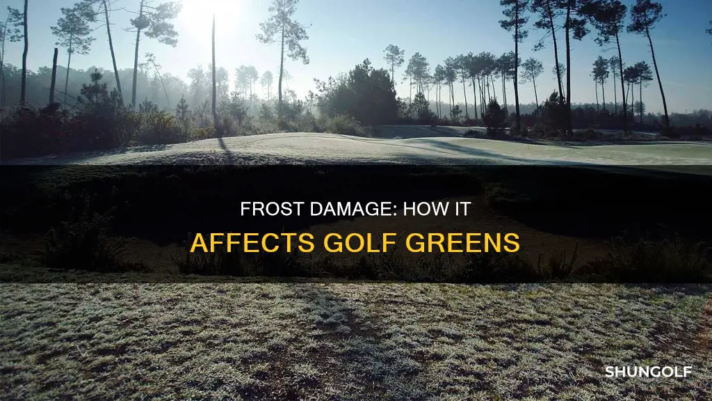 does frost damage golf greens