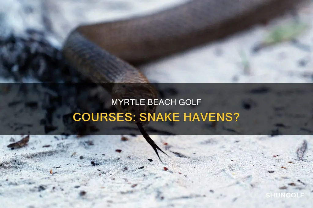 does myrtle beach golf have snakes