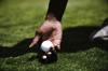 golf ball