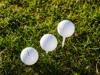 golf ball