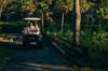 golf drive