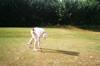 golf hole