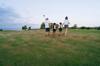 golf open
