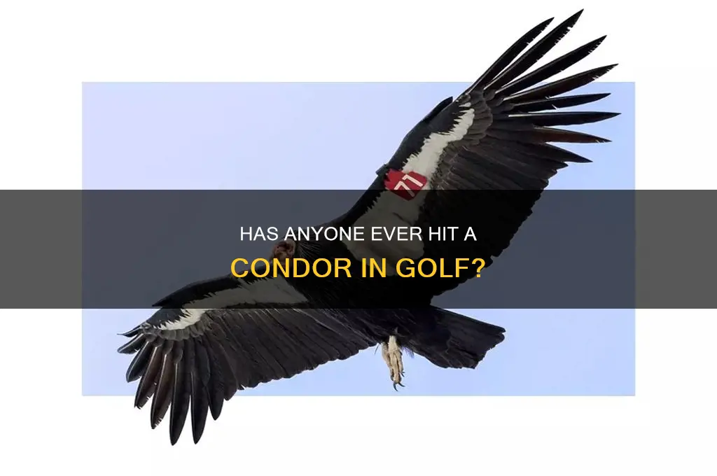 has anyone ever hit a condor in golf