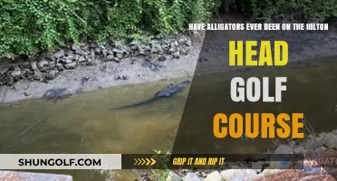 Alligators on Hilton Head Golf Course: Fact or Fiction?