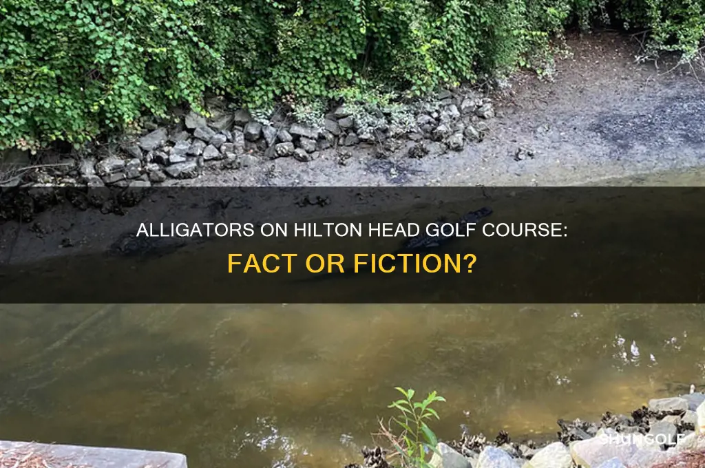 have alligators ever been on the hilton head golf course