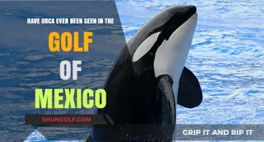 Orca Sightings in the Gulf of Mexico: Fact or Fiction?