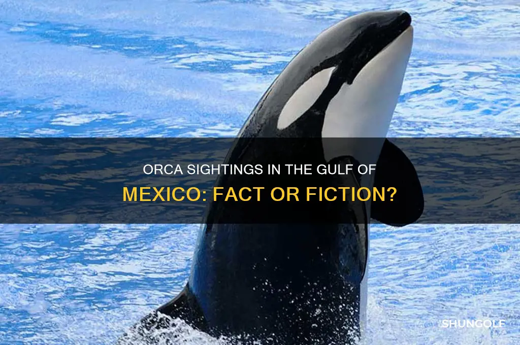 have orca ever been seen in the golf of mexico