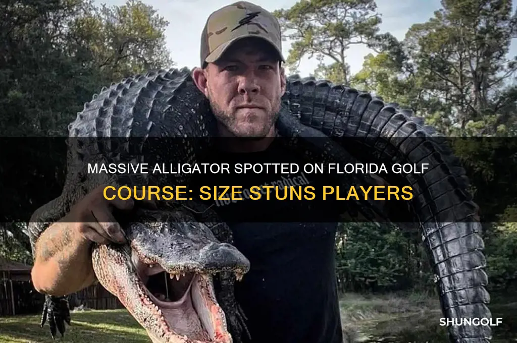 how big was the alligator on the florida golf course