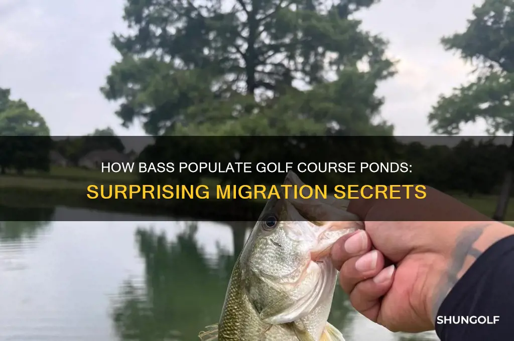 how do bass get in golf course ponds