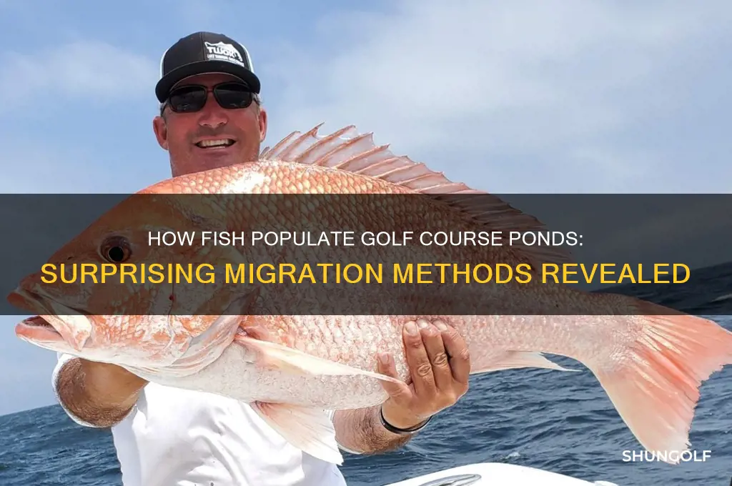 how do fish get into golf course ponds