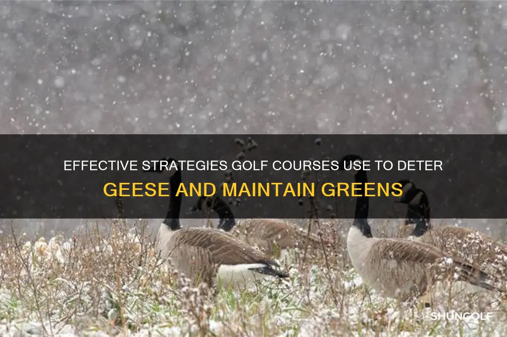 how do golf courses get rid of geese