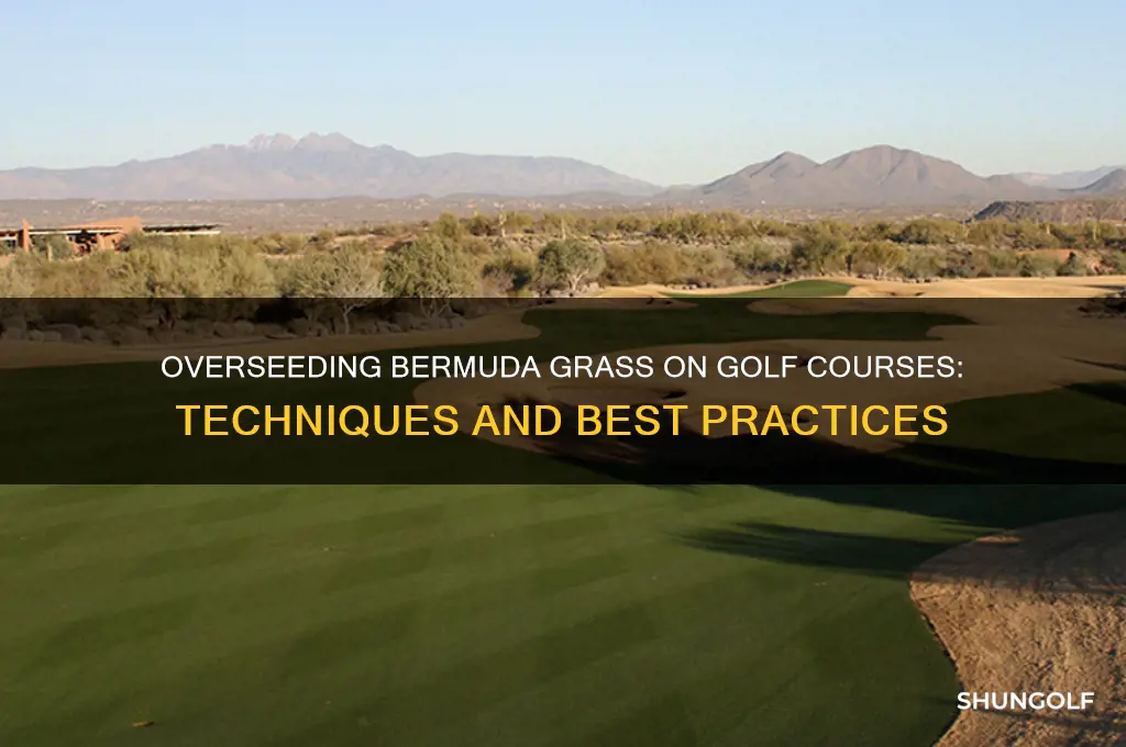how do golf courses overseed bermuda grass