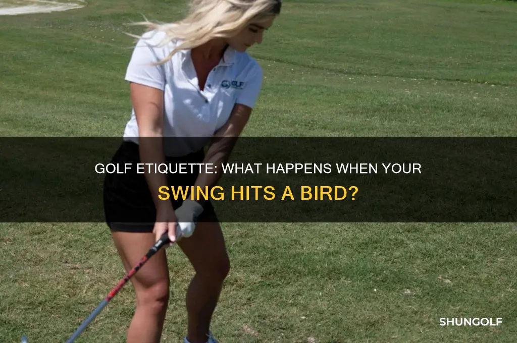how does golf work if you hit a bird