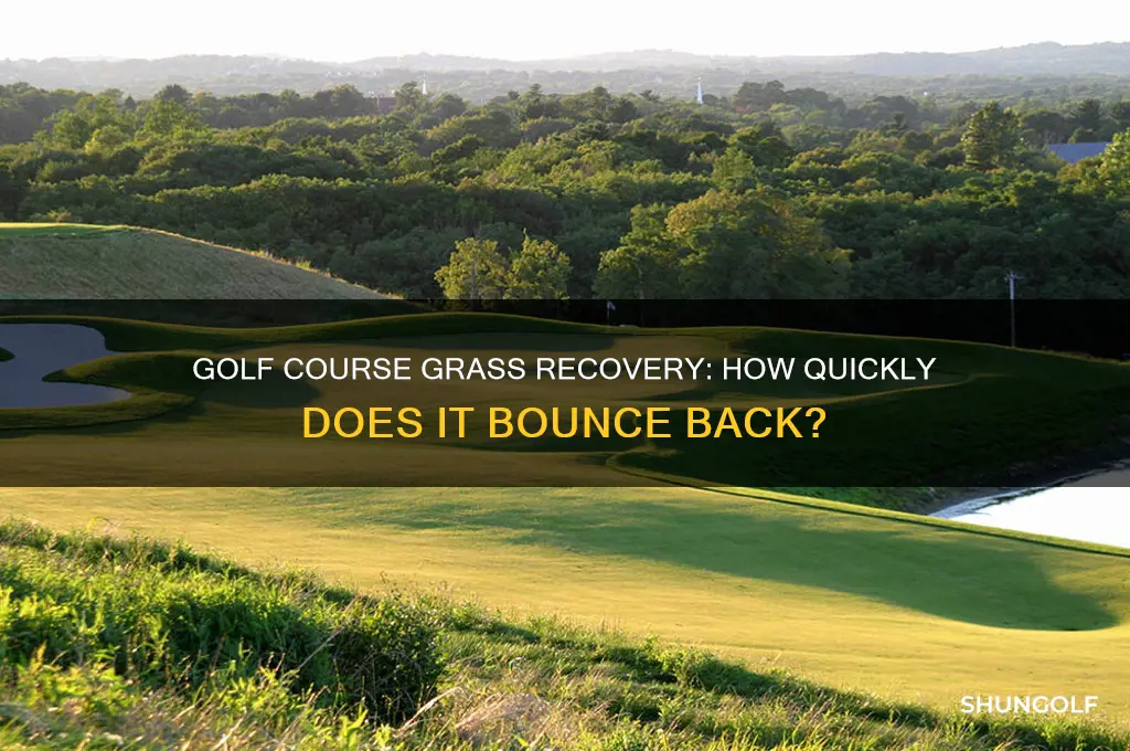how fast does golf course grass grow back