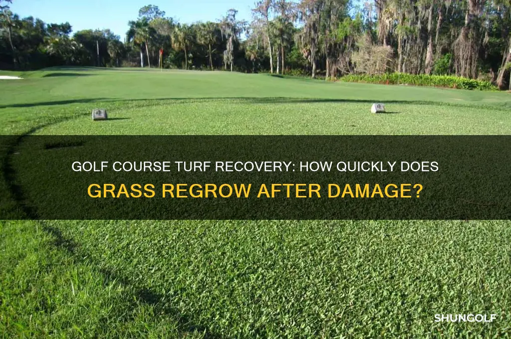 how fast does golf grass grow back