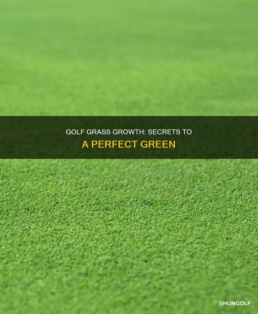 how golf grass is grown