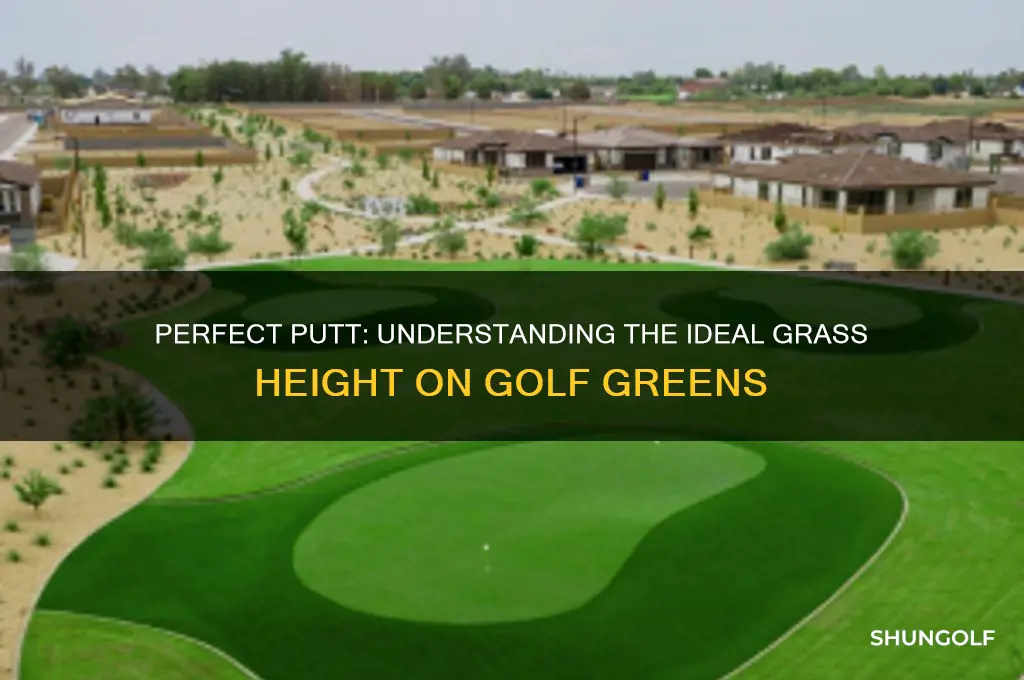 how high is the grass on a golf green